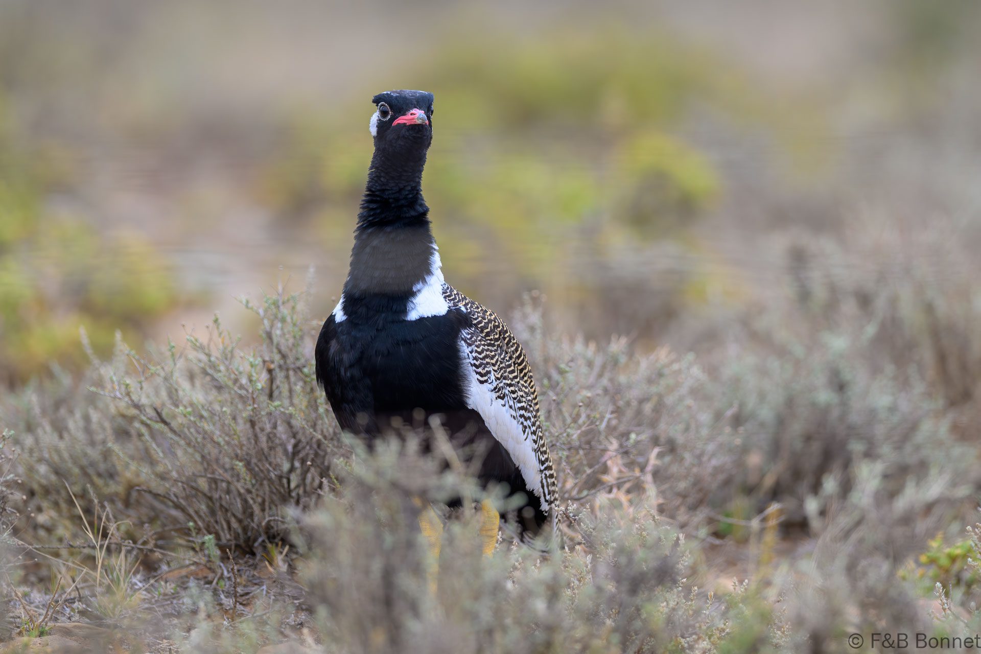 Northern black korhaan south africa 5