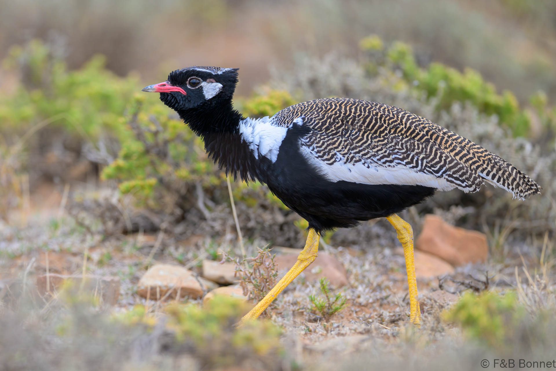 Northern black korhaan south africa 6