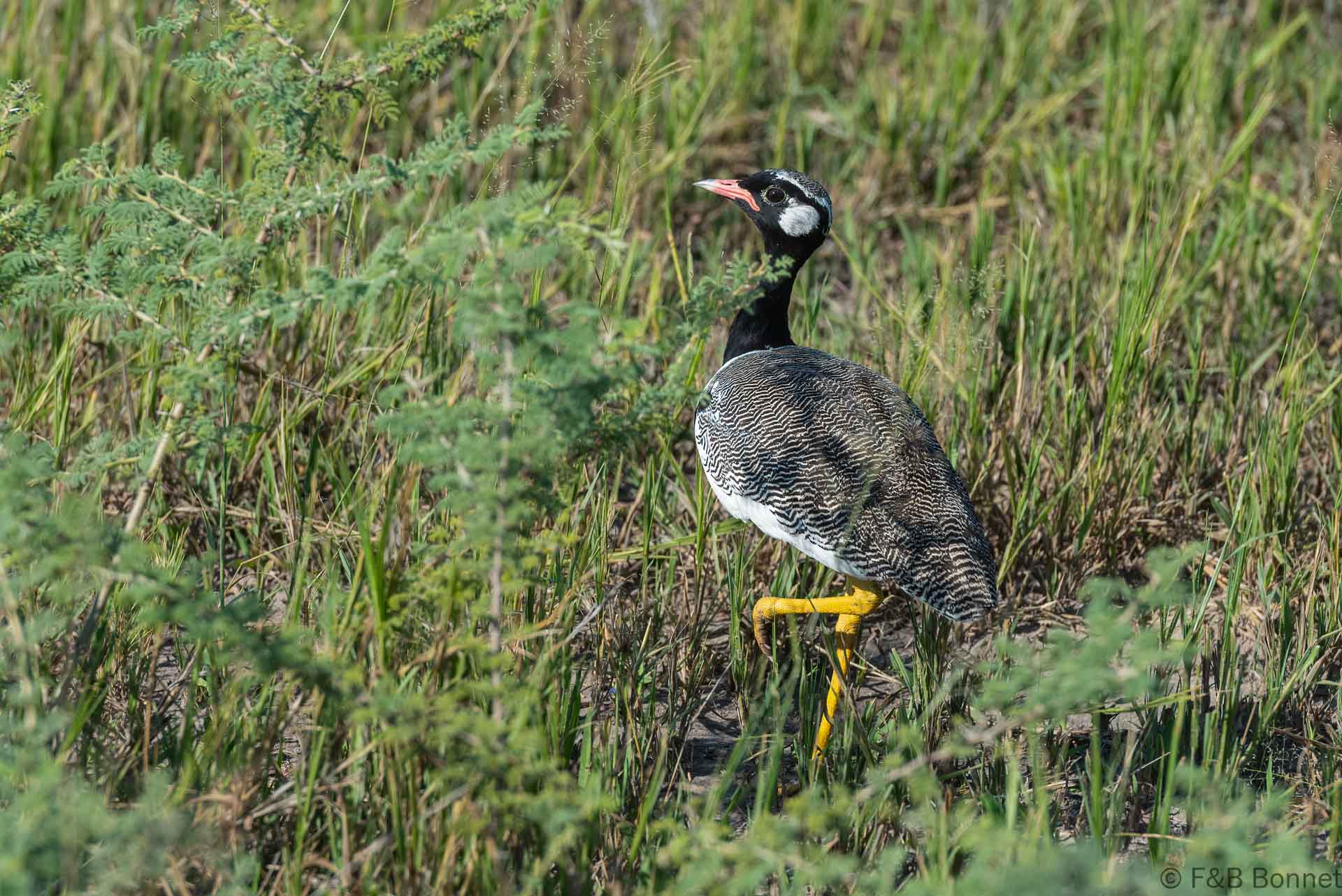 Northern black Korhaan_Botswana-2