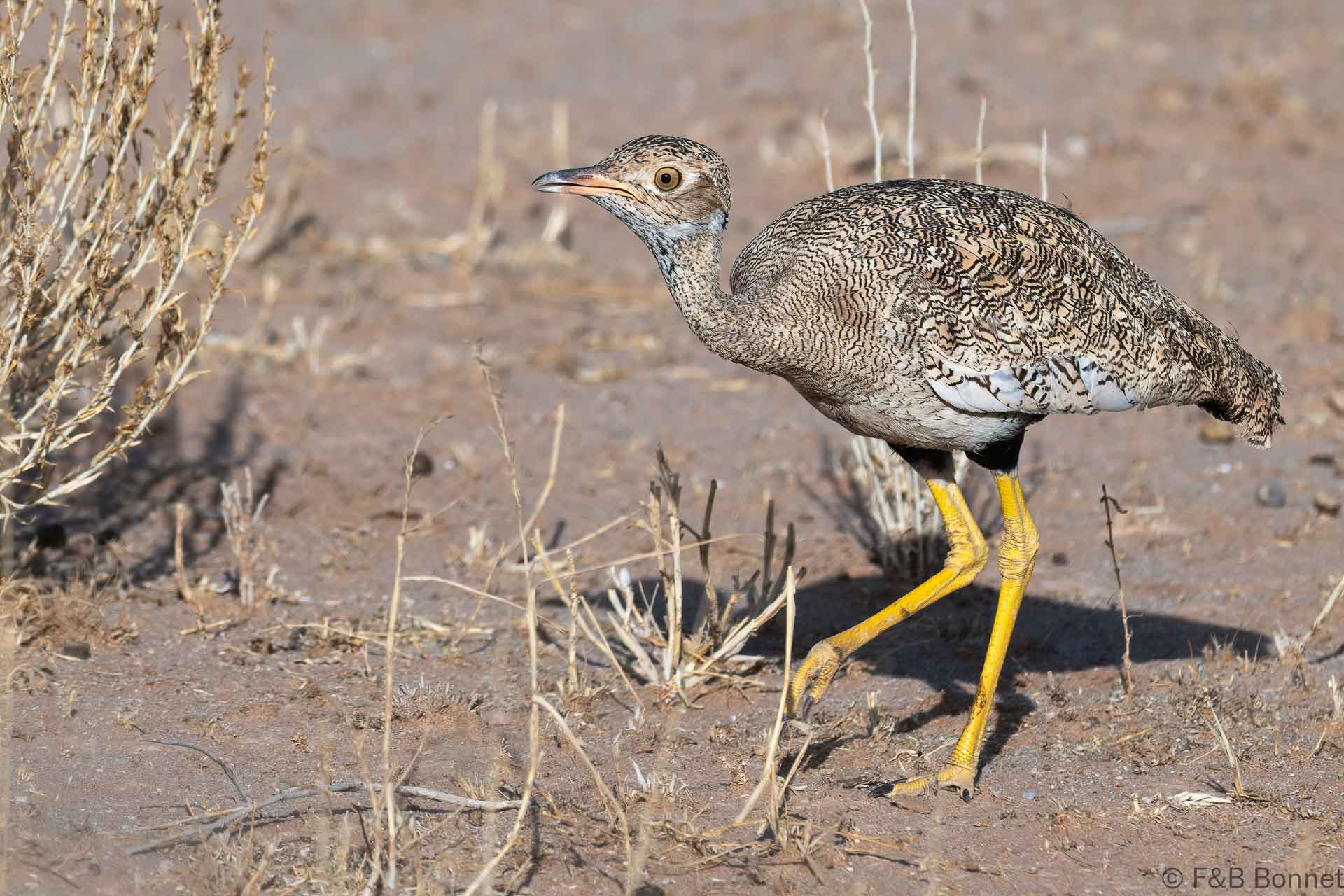 Northern black Korhaan_South Africa-1